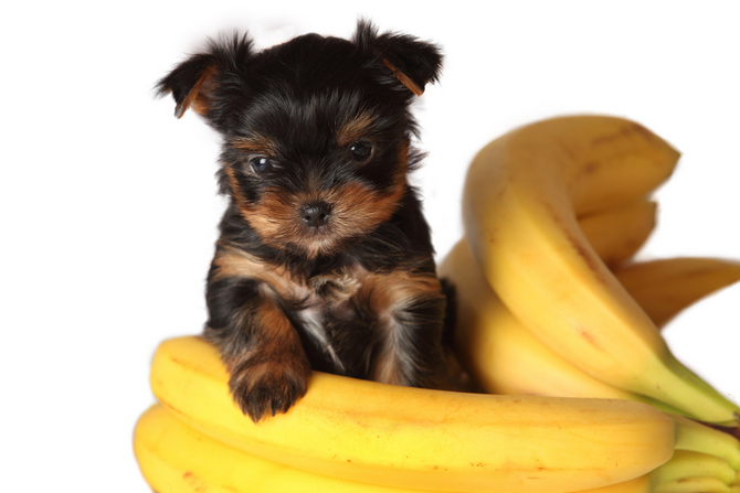 dog with bananas