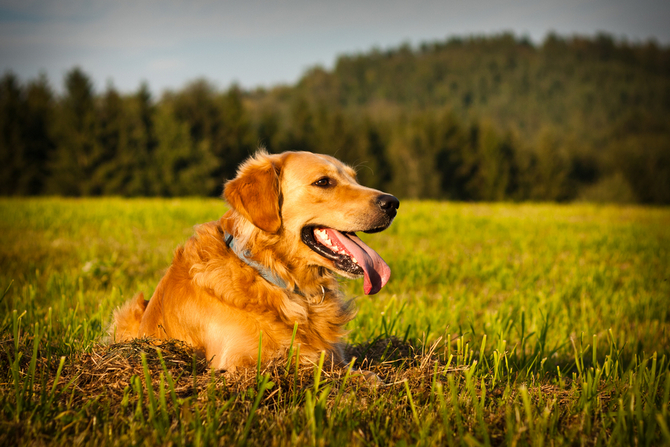 Golden Retriever
