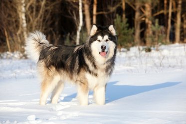 Hiking Dog Breeds