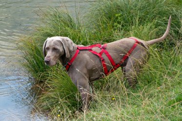 Dog Harness for Hiking