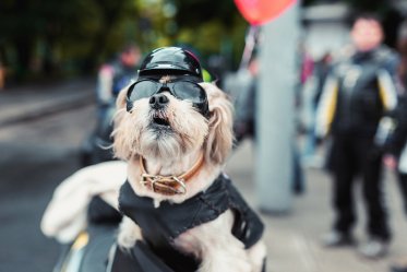 Dog Motorcycle Carriers