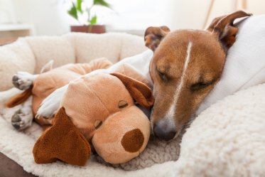 Bolster Dog Beds