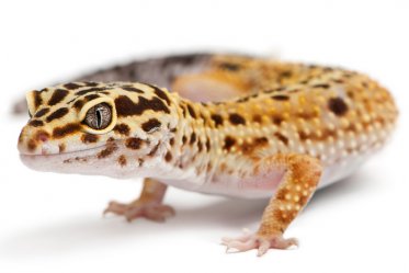 Leopard Gecko Food