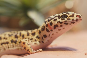 Leopard Gecko Habitat