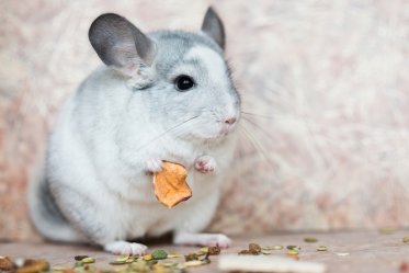 Chinchilla Food and Treats