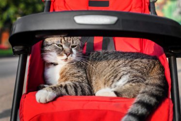 Cat Strollers