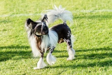 Hypoallergenic Dog Breeds