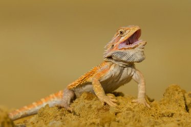Bearded Dragons as a Pets
