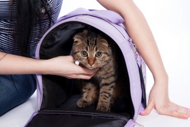 Airline Approved Pet Carriers