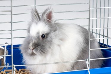 Indoor Rabbit Cages