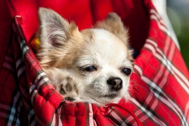 Dog Carrier Backpacks