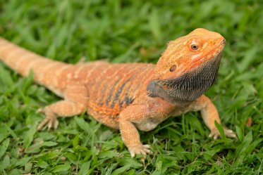 Bearded Dragon Facts