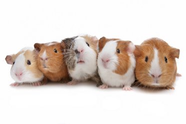 Guinea Pig Breeds