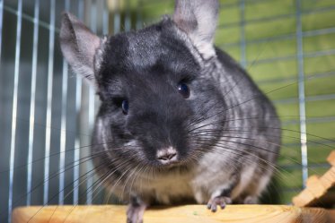 Chinchilla Care