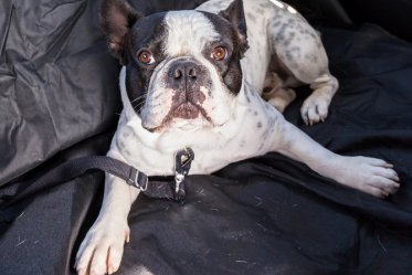 Best Car Seat Covers for Dogs