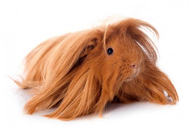 Guinea Pig Lifespan