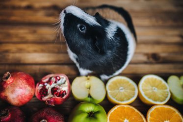 Guinea Pig Facts