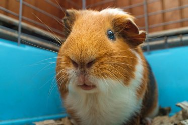 Best Guinea Pig Cages