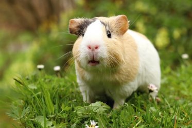 Guinea Pig Sounds