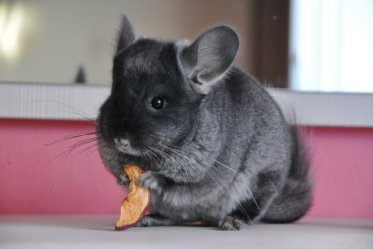 Chinchilla Lifespan