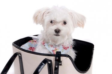 Best Dog Carrier Purses