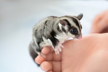 Sugar Glider as a Pet