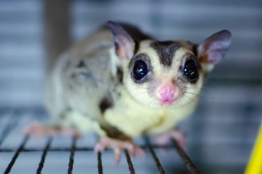 Sugar Glider Cages