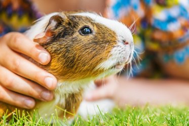 Guinea Pig Pros and Cons