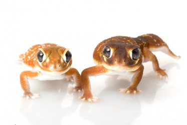 Types of Geckos pets