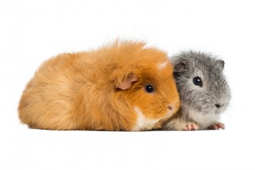 Teddy Guinea Pigs