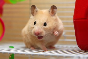 Hamster Lifespan