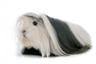 Peruvian Guinea Pig