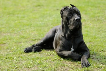 Cane Corso Facts