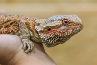 Bearded Dragon Pros and Cons