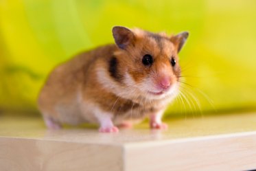 Teddy Bear Hamster