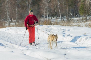 Dog Skijoring