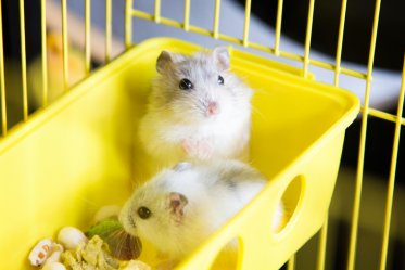 How to Clean a Hamster Cage