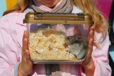 Best Hamster Travel Cage