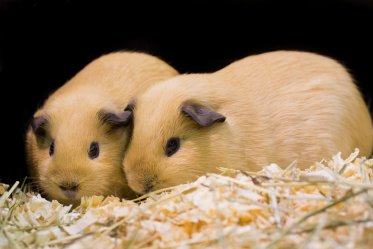 Guinea Pig Bedding