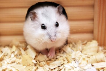 Dwarf Hamster