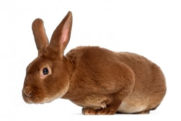 Rex Rabbit as a Pet