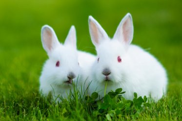 Baby Rabbit Feeding