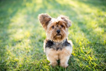 Teddy Bear Dog