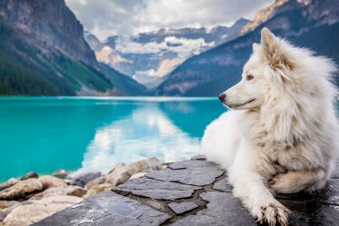 Samoyed Questions