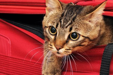 Best Travel Litter Box