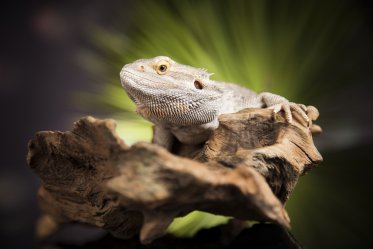 Bearded Dragon Supplies