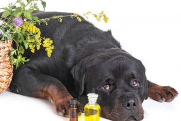 Essential Oils For Dog Fleas