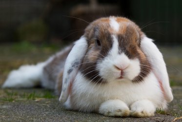 Pet Rabbits Lifespan