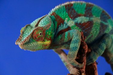 Chameleon as a pet: Pros & Cons