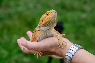 Best Pet Reptiles for Beginners